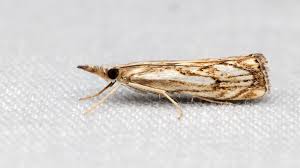 Attēlu rezultāti vaicājumam “Catoptria falsella”