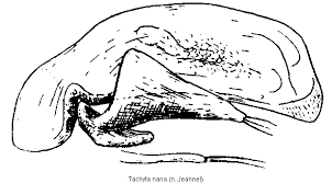 Attēlu rezultāti vaicājumam “Tachyta nana”