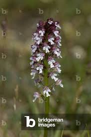 Attēlu rezultāti vaicājumam “Orchis ustulata”