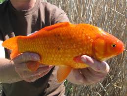 Attēlu rezultāti vaicājumam “Carassius auratus”