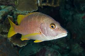 Image result for Lutjanus mahogoni