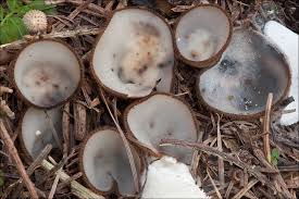 Attēlu rezultāti vaicājumam “Humaria hemisphaerica”