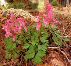 Attēlu rezultāti vaicājumam “Corydalis solida fruit”