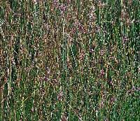 Attēlu rezultāti vaicājumam “Juncus conglomeratus fruit”