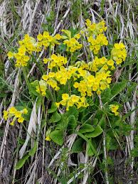 Image result for Himmelschlüssel