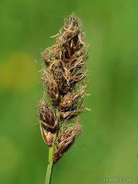 Attēlu rezultāti vaicājumam “Carex disticha”