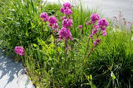 Attēlu rezultāti vaicājumam “Silene viscaria fruit”