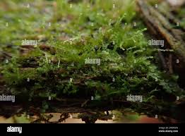 Attēlu rezultāti vaicājumam “Jungermanniopsida”