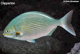 Image result for Kyphosus