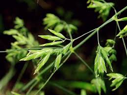 Attēlu rezultāti vaicājumam “Poa remota bud”