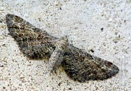 Attēlu rezultāti vaicājumam “Eupithecia icterata female”