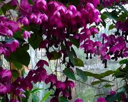 Image result for Rhodochiton atrosanguineum