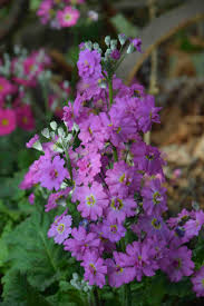 Image result for Primula malacoides