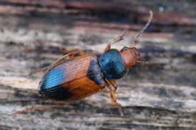 Attēlu rezultāti vaicājumam “Diachromus germanus”