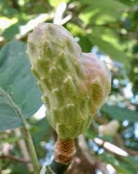 Attēlu rezultāti vaicājumam “Magnolia acuminata fruit”