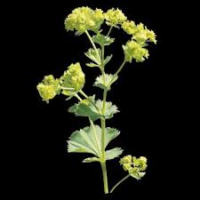 Attēlu rezultāti vaicājumam “Alchemilla vulgaris aggr. flower”