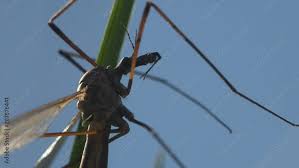 Attēlu rezultāti vaicājumam “Tipulidae male”