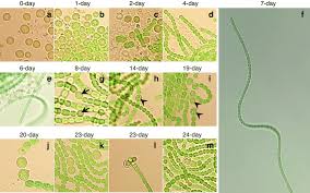 Attēlu rezultāti vaicājumam “Nostoc commune cells”