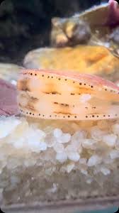 Image result for Placopecten magellanicus