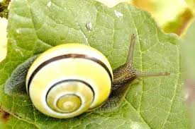 Attēlu rezultāti vaicājumam “Cepaea hortensis”