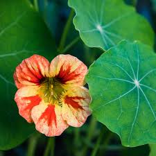Image result for Tropaeolum minus