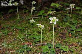 Attēlu rezultāti vaicājumam “Moneses uniflora bud”