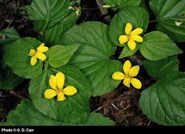 Attēlu rezultāti vaicājumam “Viola uliginosa leaf”