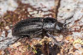 Attēlu rezultāti vaicājumam “Lucanidae”