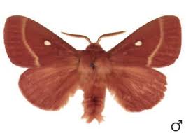 Attēlu rezultāti vaicājumam “Lasiocampa trifolii”