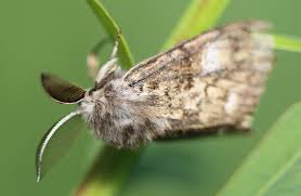 Attēlu rezultāti vaicājumam “Gynaephora selenitica”
