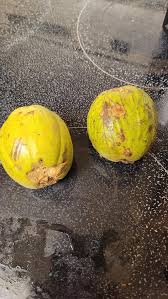 Attēlu rezultāti vaicājumam “Carya ovata fruit”