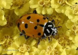 Attēlu rezultāti vaicājumam “Coccinellidae”