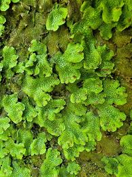 Attēlu rezultāti vaicājumam “Conocephalum salebrosum”