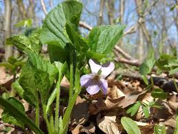 Attēlu rezultāti vaicājumam “Viola mirabilis”