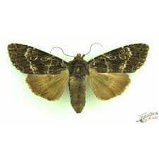 Attēlu rezultāti vaicājumam “Eurois occulta”