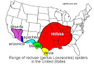 Note: The brown recluse has