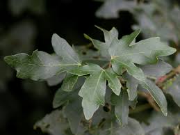 Attēlu rezultāti vaicājumam “Acer campestre leaf”