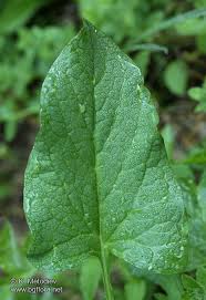 Attēlu rezultāti vaicājumam “Chenopodium bonus-henricus leaf”