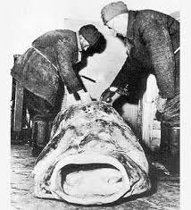 Image result for Silurus glanis