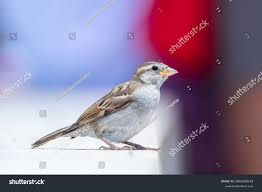 Attēlu rezultāti vaicājumam “Passer domesticus juvenile”