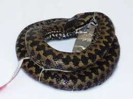 Attēlu rezultāti vaicājumam “Vipera berus”