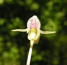 Attēlu rezultāti vaicājumam “Epipogium aphyllum”