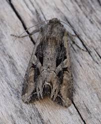 Attēlu rezultāti vaicājumam “Lacanobia suasa”