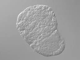 Attēlu rezultāti vaicājumam “Plathelminthes”