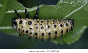 Attēlu rezultāti vaicājumam “Psyllobora vigintiduopunctata”