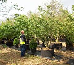 Attēlu rezultāti vaicājumam “Mespilus germanica”