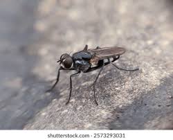 Attēlu rezultāti vaicājumam “Xylophagidae”