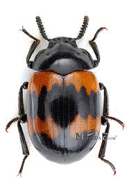 Attēlu rezultāti vaicājumam “Diaperis boleti”