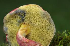 Attēlu rezultāti vaicājumam “Xerocomus rubellus”