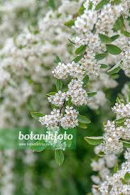 Attēlu rezultāti vaicājumam “Cotoneaster multiflorus leaf”